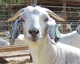 image of cayman brac goat farms work